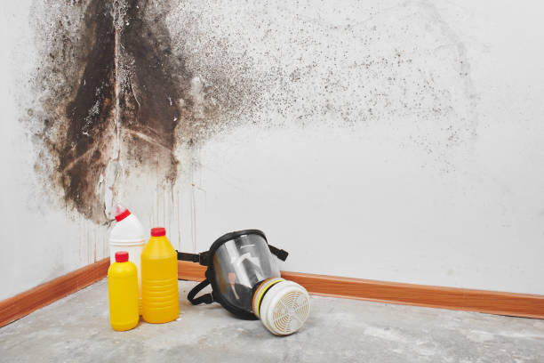 Reliable Yoe, PA Mold Removal Solutions