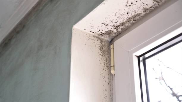 Best Black Mold Removal  in Yoe, PA