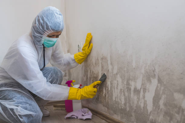 Best Attic Mold Removal  in Yoe, PA