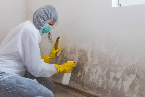 Best Mold Testing  in Yoe, PA