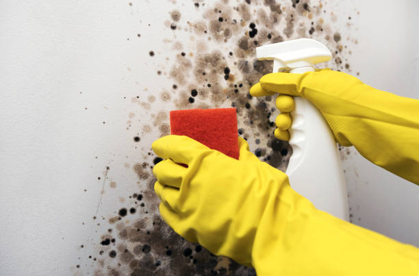 Best Emergency Mold Removal  in Yoe, PA