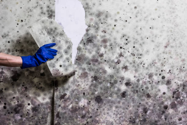 Best Residential Mold Removal  in Yoe, PA