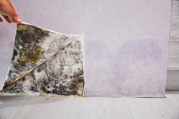 Best Best Mold Removal Companies  in Yoe, PA